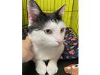 Stanley, Domestic Shorthair For Adoption In Bloomingdale, New Jersey