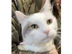 Mario, Domestic Shorthair For Adoption In Bloomingdale, New Jersey
