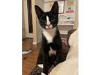Fay, Domestic Shorthair For Adoption In Sechelt, British Columbia