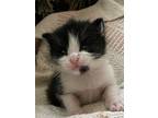 Baby Ray, Domestic Shorthair For Adoption In Sechelt, British Columbia