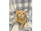 Charlie, Domestic Shorthair For Adoption In Columbus, Ohio