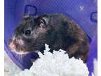 Ash~23/24-0344, Hamster For Adoption In Bangor, Maine