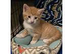 Milo, Domestic Shorthair For Adoption In Lorain, Ohio