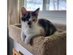Candy, Calico For Adoption In Whitehall, Pennsylvania