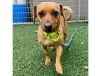 Chikee, Dachshund For Adoption In Whitehall, Pennsylvania