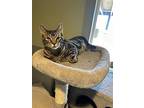Buck, Domestic Shorthair For Adoption In Incline Village, Nevada