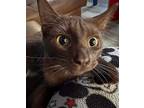 Twix, Domestic Shorthair For Adoption In Fairlawn, Ohio