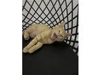 Maisie's Cheddar Kitten, Domestic Shorthair For Adoption In Rockaway, New Jersey
