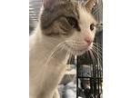 Molly, Domestic Shorthair For Adoption In Rockaway, New Jersey