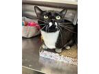 Ariel - $30 Adoption Fee And Free Gift Bag, Domestic Shorthair For Adoption In