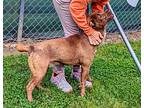 Ash, Labrador Retriever For Adoption In Cleveland, Georgia