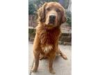 Golden Gorden, Golden Retriever For Adoption In Mishawaka, Indiana