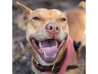 Benji, American Pit Bull Terrier For Adoption In Norfolk, Virginia