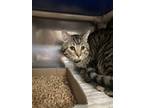 Frey (main Campus), Domestic Shorthair For Adoption In Louisville, Kentucky