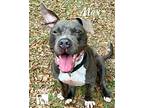Copy Of Max, American Pit Bull Terrier For Adoption In Tomball, Texas