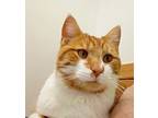 Jerome, Domestic Shorthair For Adoption In South Bend, Indiana