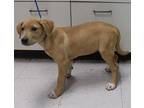 Bessie, Labrador Retriever For Adoption In Forrest City, Arkansas