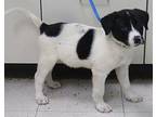 Denver, Terrier (unknown Type, Medium) For Adoption In Forrest City, Arkansas