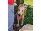 Trixie, Golden Retriever For Adoption In Fern Park, Florida