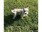Pumpernickel, Westie, West Highland White Terrier For Adoption In Jackson