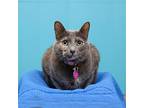 Lucy, Domestic Shorthair For Adoption In Parma, Ohio