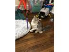 Fancy ('indoor' Working Cat), Domestic Mediumhair For Adoption In Newport News