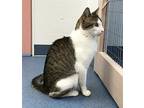 Corey, Domestic Shorthair For Adoption In St. Johnsbury, Vermont