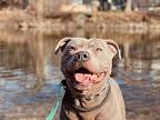 Phoenix, American Staffordshire Terrier For Adoption In Algonquin, Illinois