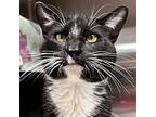 Bandit, Domestic Shorthair For Adoption In Jefferson, Wisconsin
