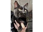 Deacon, Domestic Shorthair For Adoption In Jefferson, Wisconsin