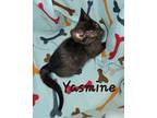 Yasmine, Domestic Shorthair For Adoption In Woodstock, Ontario