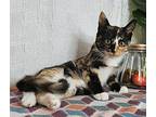 Keeva, Calico For Adoption In Long Beach, Mississippi