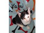 Yami, Domestic Shorthair For Adoption In Woodstock, Ontario