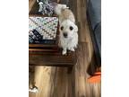 Lily, Terrier (unknown Type, Small) For Adoption In Liverpool, New York