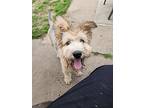 Chad, Terrier (unknown Type, Medium) For Adoption In Liverpool, New York
