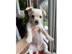 Rambo, Terrier (unknown Type, Small) For Adoption In Liverpool, New York