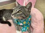 Joel, Domestic Shorthair For Adoption In Parlier, California