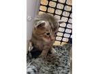 Kitten 24934 (s'mores), Domestic Shorthair For Adoption In Parlier, California