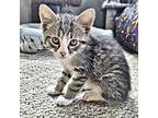 Tom, Domestic Shorthair For Adoption In Rutherfordton, North Carolina