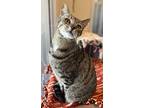 Yakitori, Domestic Shorthair For Adoption In Milpitas, California