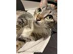 Grace, Domestic Shorthair For Adoption In Palatine, Illinois