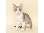 Lucy, Domestic Shorthair For Adoption In Wyandotte, Michigan