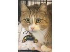 Cherry, Domestic Shorthair For Adoption In Southbury, Connecticut