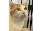 Rusty, Domestic Shorthair For Adoption In Southbury, Connecticut