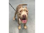 Selma, American Pit Bull Terrier For Adoption In Richmond, Virginia