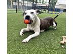 Rosie, Terrier (unknown Type, Medium) For Adoption In Rockville, Maryland