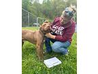 Finn, American Pit Bull Terrier For Adoption In Georgetown, Kentucky
