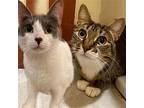 Quip & Remsen, Domestic Shorthair For Adoption In Brooklyn, New York
