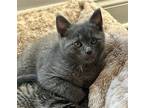 Asher, Domestic Shorthair For Adoption In Pittsburgh, Pennsylvania
