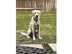 Kris, Labrador Retriever For Adoption In Lake Placid, New York